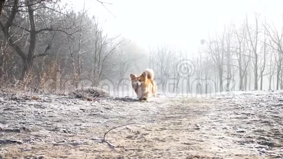 冬天在户外散步的可爱的小狗视频的预览图