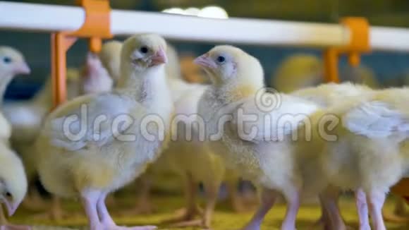 在养鸡场家禽生产4K视频的预览图