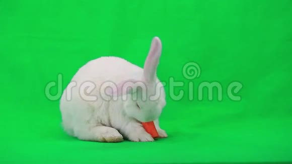 白兔视频的预览图