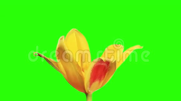 黄色郁金香花蕾绿屏全高清视频的预览图