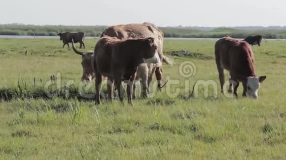 野牛在英格兰湖边的草地上吃草视频的预览图