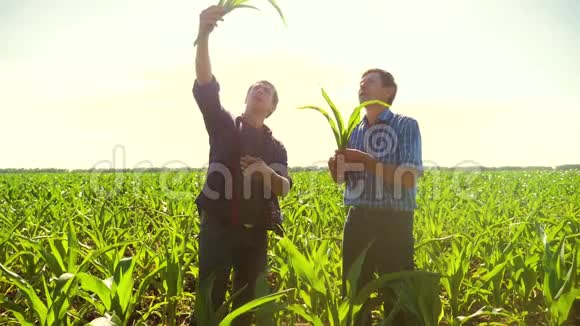 玉米两个农民穿过他的田地走向镜头慢动作视频玉米地农业玉米农民视频的预览图