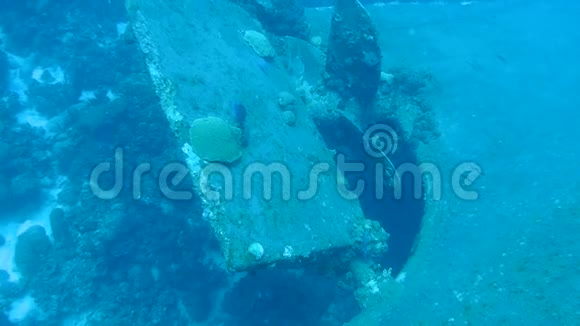 海玛波内尔岛水下1080P视频视频的预览图