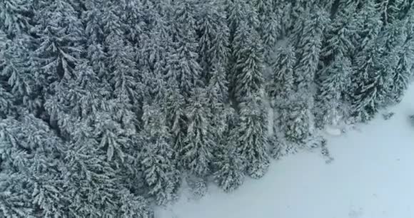 镜头雪覆盖树木冬季大自然美丽的欧洲鸟瞰松林山季节旅行白冻纳图视频的预览图