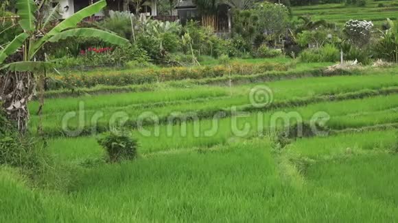 观山水稻梯田农民住宅印度尼西亚巴厘UHD4K视频的预览图