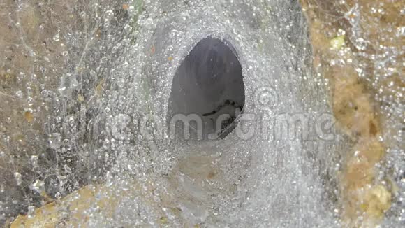 热带雨林蜘蛛网上的蜘蛛视频的预览图