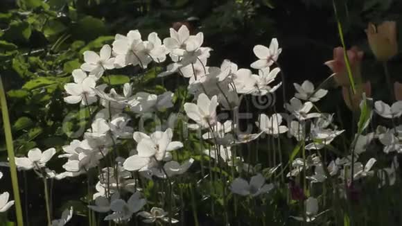 夏日花园里美丽的花朵视频的预览图