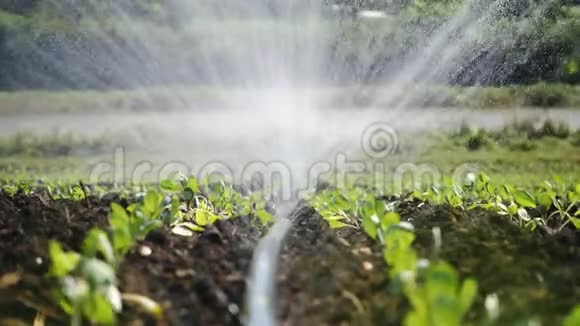 人工林灌溉洒水车灌溉蔬菜作物视频的预览图