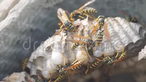 黄蜂虫屋脊下害虫黄蜂窝野生黄蜂慢速生活方式运动视频过敏咬人视频的预览图