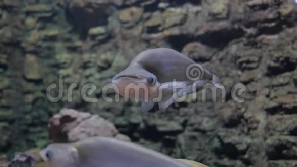水族馆里美丽的鱼鱼缸里的鱼视频的预览图