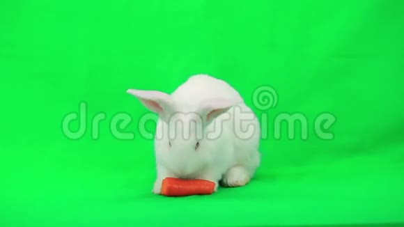 白兔视频的预览图