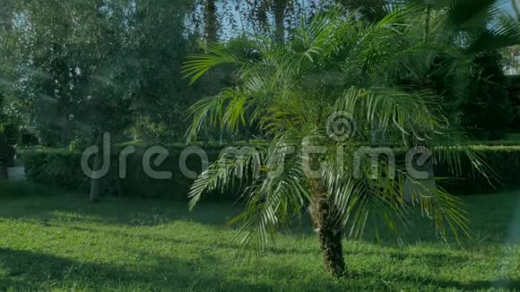 背景有绿色的棕榈树视频的预览图