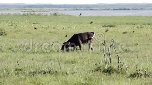 野牛在英格兰湖边的草地上吃草视频的预览图