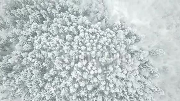 冬季森林俯视风景视频的预览图