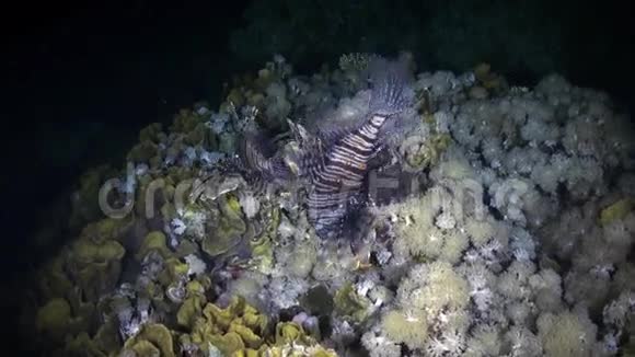 在红海的暗礁上蝎子视频的预览图