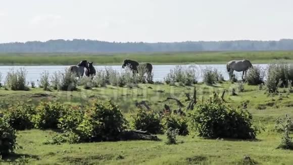 野马在拉脱维亚湖上的草地上吃草视频的预览图