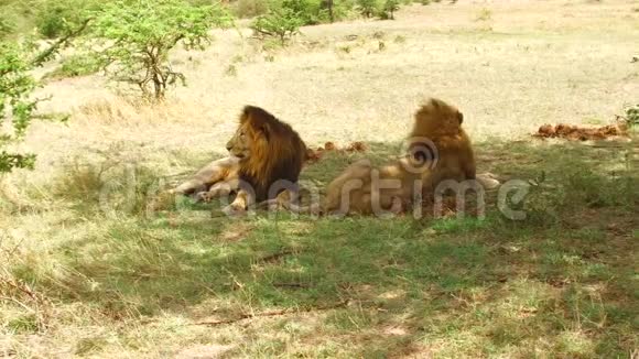 非洲热带草原上休息的雄狮视频的预览图