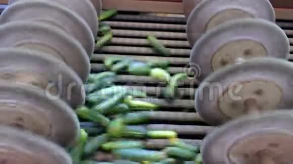 生黄瓜的加工视频的预览图