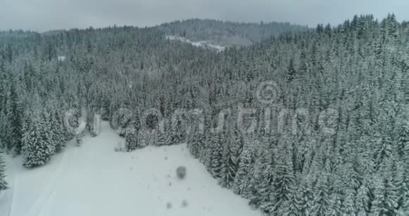 镜头雪覆盖树木冬季大自然美丽的欧洲鸟瞰松林山季节旅行白冻纳图视频的预览图