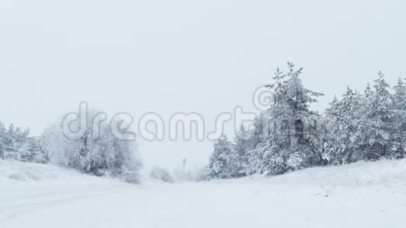 冬天的雪中的枞树圣诞节的野林里的雪视频的预览图