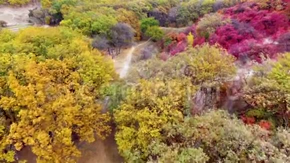 在山上鸟瞰五彩缤纷的秋林视频的预览图