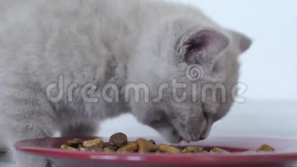 小猫吃盘子里的宠物食品视频的预览图