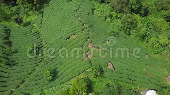 台湾阿里山地区乌龙茶种植鸟瞰图视频的预览图