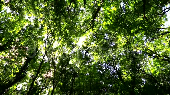 风在绿林中移动树枝视频的预览图