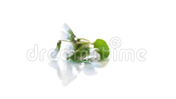春天白色的小白花被隔离开来视频的预览图