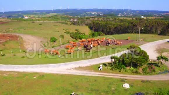 从葡萄牙农村的奶牛空中视频的预览图