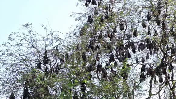 挂在树枝上的蝙蝠马来亚蝙蝠或视频的预览图