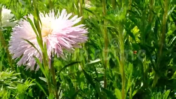 夏日盛开的美丽花朵视频的预览图