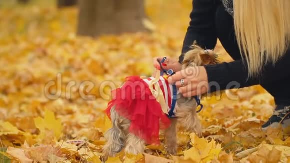 约克郡犬的女孩视频的预览图