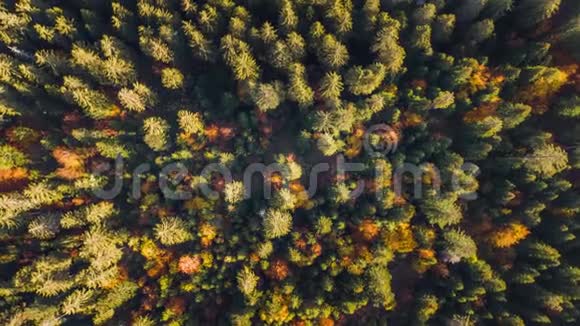 秋季森林Switzeland空中4k视频的预览图