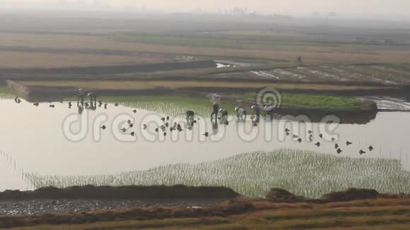 农民在田里种水稻水稻种植是越南农村人口的悠久传统视频的预览图