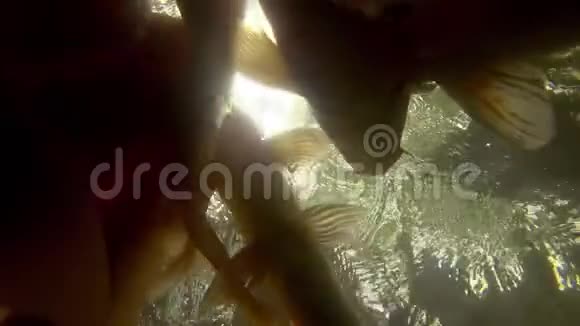 水下锦鲤鱼在池塘里吃视频的预览图