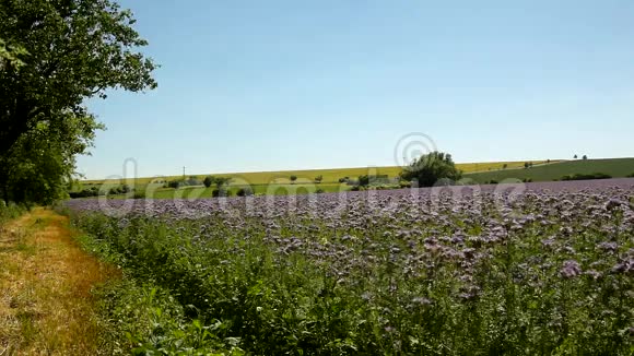 在炎热的夏天紫色的坦西田野在农村盛开的绿蓝紫色花朵视频的预览图