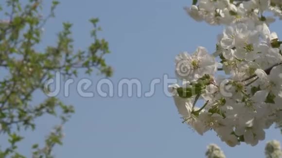 春天的花园正在盛开带着鲜花的树枝视频的预览图
