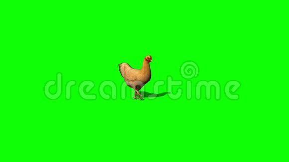 布朗鸡行走绿屏视频的预览图