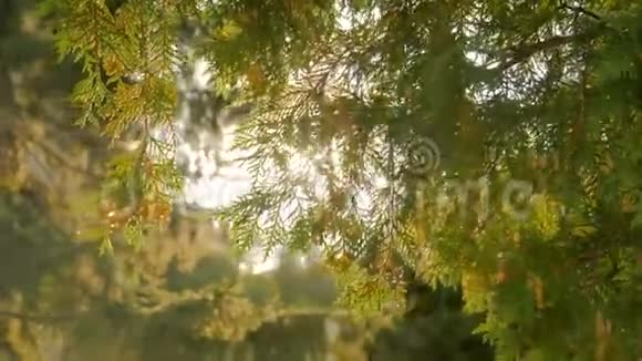 自然背景与太阳镜头耀斑视频的预览图