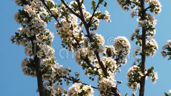 春天的花园正在盛开带着鲜花的树枝视频的预览图