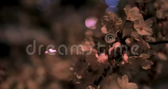 东京公园的樱花夜间特写视频的预览图