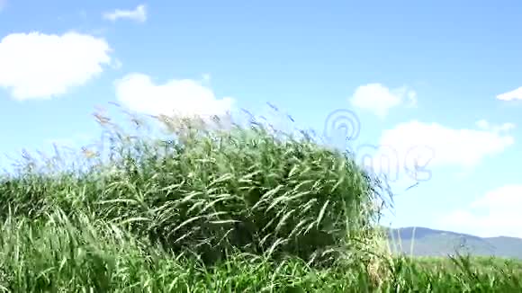 农场植物中的纳皮尔草视频的预览图