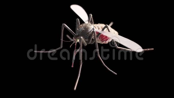 一只蚊子视频的预览图