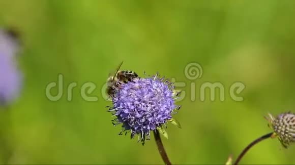 一朵花上的蜜蜂视频的预览图