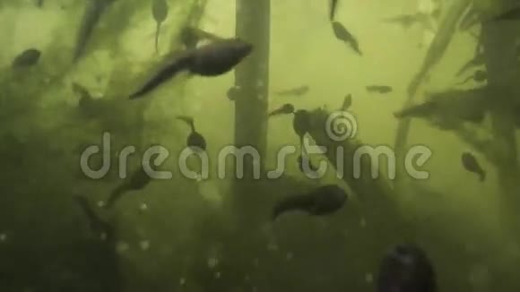 池塘里的波兰人视频的预览图