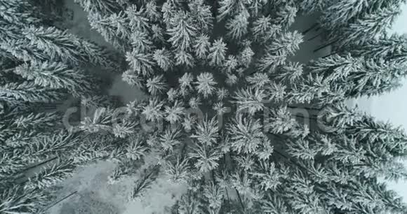 镜头雪覆盖树木冬季大自然美丽的欧洲鸟瞰松林山季节旅行白冻纳图视频的预览图