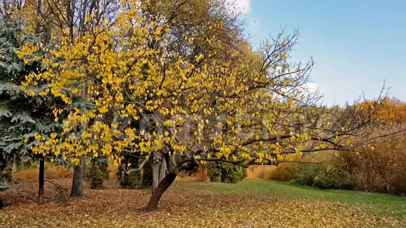 秋天的城市公园在秋天停下来视频的预览图