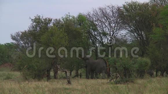 塞伦盖蒂的大象群视频的预览图