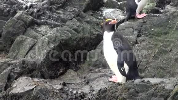 帝国企鹅在南极洲福克兰群岛的岩石海洋海岸跳跃视频的预览图